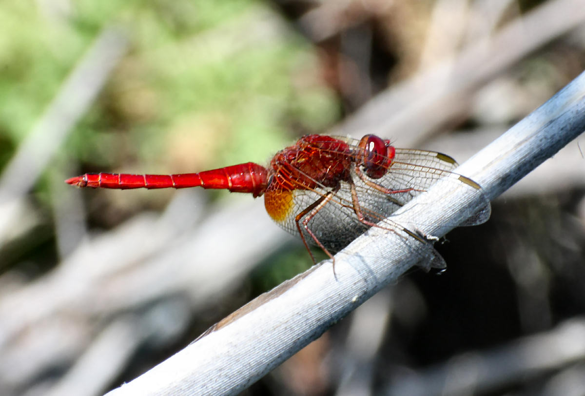 libellula da identificare